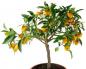 Красивое растение из Китая — цитрус Фортунелла (кинкан, кумкват) Состав и наличие полезных веществ